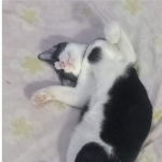 kontribusi_3432